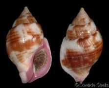 gastropods.com Rolani