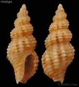 gastropods.com Rolani