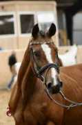 soeholm.dk Rolitta