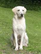 luckylab.dk Rolver