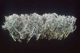 Romagni