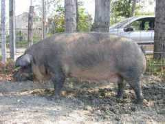 agraria.org Romagnola