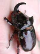 du.ge.ch Romaino