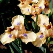 gladiolus.lv Romanita