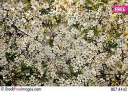 stockfreeimages.com Romanna