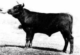 kansasdexters.com Romarc