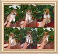 Romat