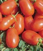 veggiegardener.com Romato