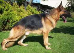 firstfriendk9.com Romaxa