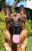 firstfriendk9.com Romaxa