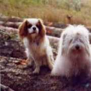 coton.tulear.free.fr Romeao