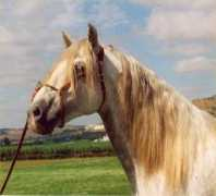 Romeiro