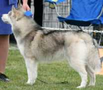 siberianhuskyvic.org.au Romeka