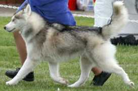 siberianhuskyvic.org.au Romeka