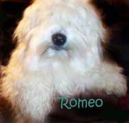 Romeo