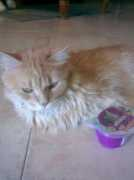 Romeu