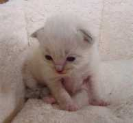 ragdolls.at Romiana