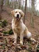 my-golden-passion.de Romida