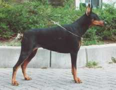 wantijdobermann.nl Romina