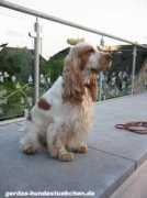 gerdas-hundestuebchen.de Rominas
