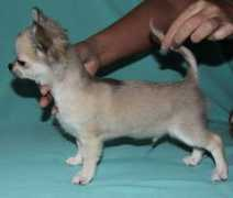 chihuahua.ru Romires