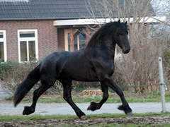 kasteelfriesians.com Rommert