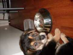 Rommi