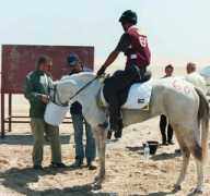 nile-arabians.com Ronaak