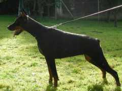 dobermann-review.com Ronado