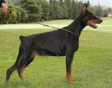 dobermann-review.com Ronado