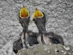 galassianatura.it Rondini