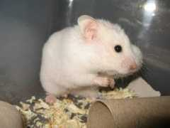 hamstertracker.com Rondis