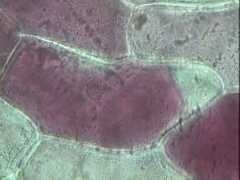 biology.northwestcollege.edu Ronion