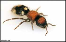 antsmania.com Ronisia