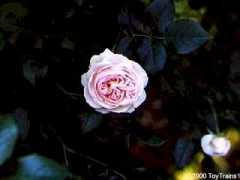 roses.toytrains1.com Ronsard