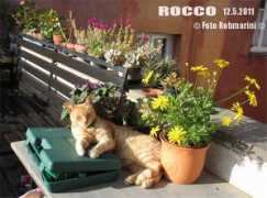 sergiomarini.it Rooco