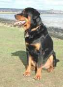 Roonie