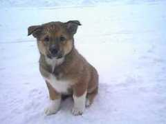 Roosa
