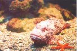 Ropus