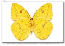 butterfliesofamerica.com Rorata