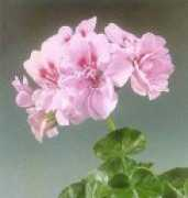 geranium.narod.ru Rosalit