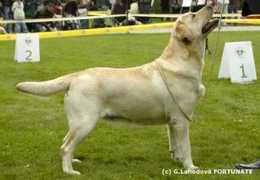 labrador-retriever.cz Rosanan