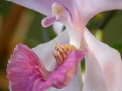 orchidspecies.com Rosariana