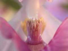 orchidspecies.com Rosariana