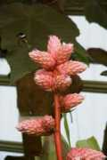 Rosea