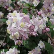 findmeplants.co.uk Rosealind