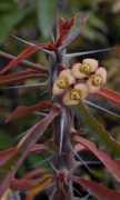 desert-tropicals.com Roseana