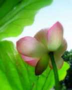 Rosebelle
