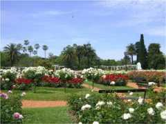 worldrose.org Rosedal