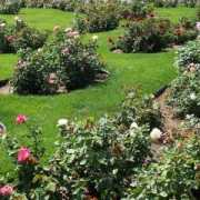 quantjox.com Rosegarden